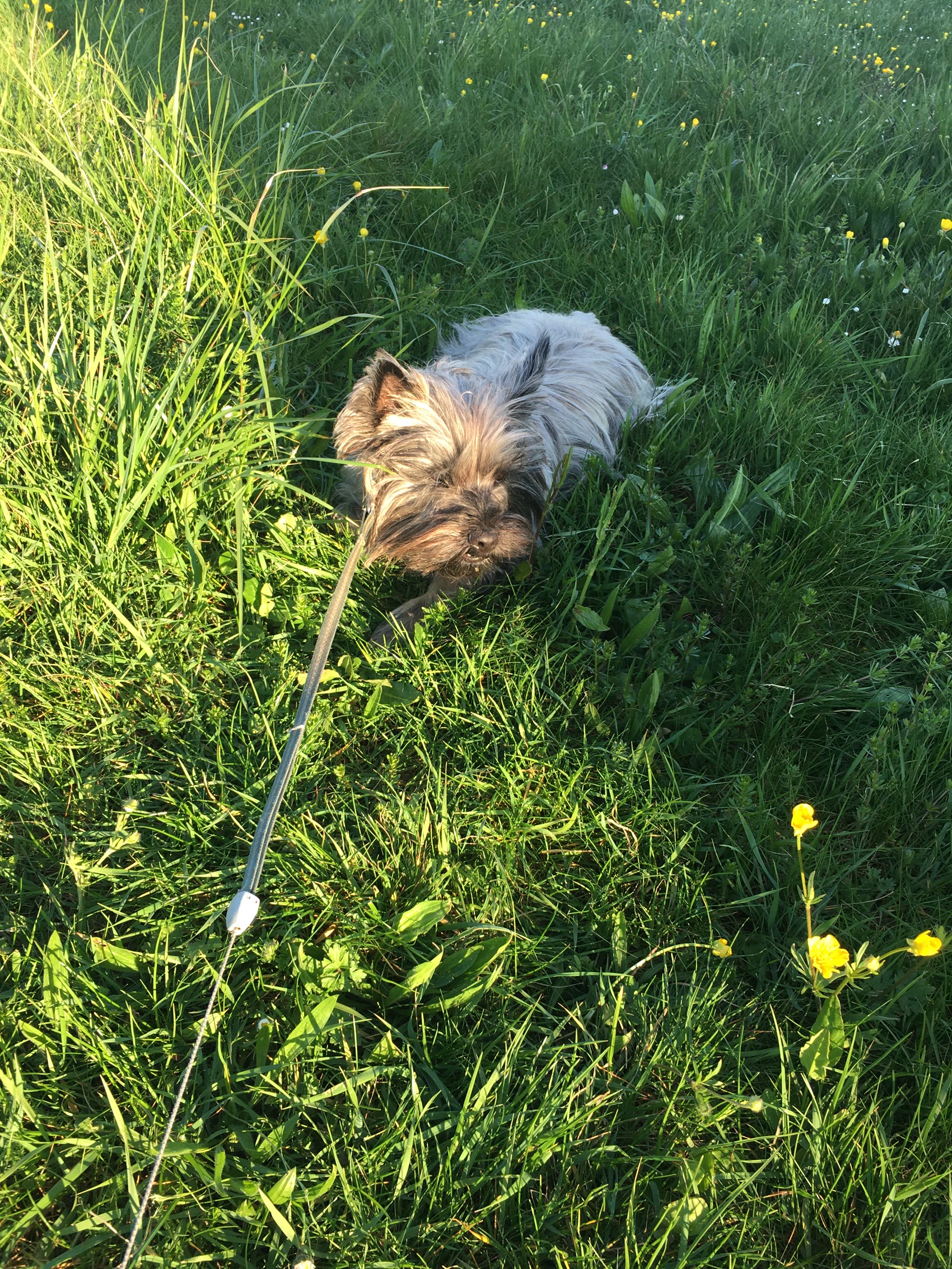 Scarlett de face dans les hautes herbes dorées