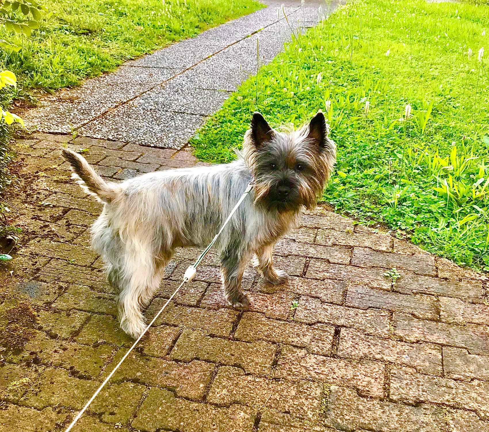 Scarlett, cairn terrier, debout sur un chemin, l'herbe verte éclatante derrière